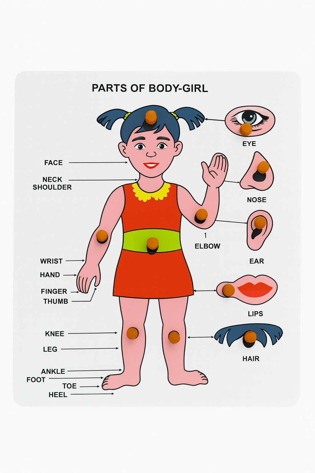 Kiddyraft Wooden Educational Toy – Multi colour Body Parts Girl